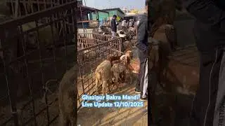 Ghazipur Bakra Mandi live update 12\10/2025#trendingshorts #goat #1000subscriber #viralvideo