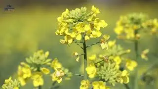 Beautiful Mustard Flower Field | Sarson Ke Phool | Mustard Flower Field | Mustard Field Video