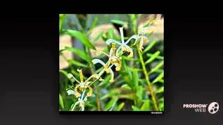 Arachnis - garden plants
