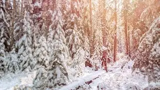 Forest of Snow - Christmas Motion Background - Instant Digital Download