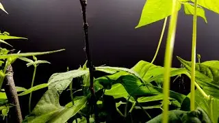 Beans Climbing Time Lapse