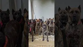 #ThePresaPack Never Stops Training 🫳  #presacanario #dogtrainer