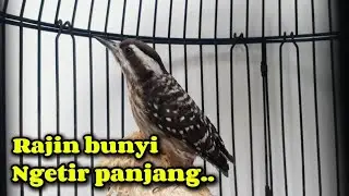 Perawatan pelatuk beras agar cepat gacor