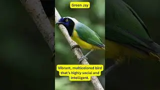Birds of South America &ndash; Green Jay