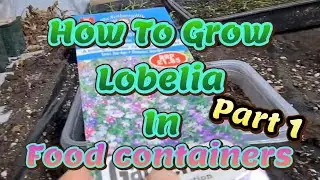 How to grow Lobelia part 1