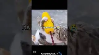 funny animals 2026😂-Funniest Cats and Dogs Video😹🐶 #64 #shortvideo #shortsvideo #shorts