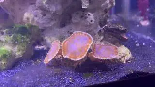 20 Gallon Soft Coral Reef Tank Intro