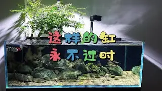 这样的缸越看越喜欢，让你在家就能感受大自然。#鱼缸里的大自然 #原生造景 #溪流缸 #水杨梅 #原生鱼