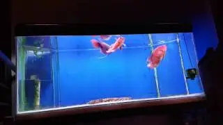 Red tailed giant gourami and the tank mates