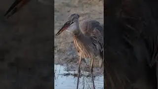 Heron eating frog 🐸#shorts #nature #bird
