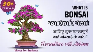 What is Bonsai | क्या होता है बोन्साई | जानिए कुछ महत्वपूर्ण बाते बोन्साई के बारे में
