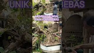 MEMBUAT BONSAI UNIK/GAYA BEBAS WACANG@mahkotabonsai#shorts#bonsaiwacang#bonsai
