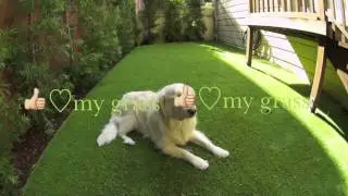 Dog Running Area.