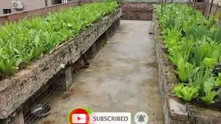 Agriculture modern sustainable growing vegetables and raising chickens on the rooftop you should try