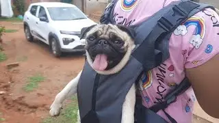 Unboxing Carrier Bag For My Cute Dog 🥰 🐕 | pet carrier bag | Funniest Pug | Dog in Backpack |