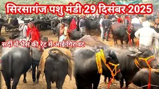 Pashu Mandi || Sirsaganj Pashu Mela || पशु मेला सिरसागंज जिला फिरोजाबाद उत्तर प्रदेश #pashumandi 