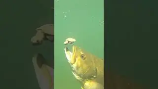 monster predator fish eating baby turtle #shortsfish #shortfish #viralfish