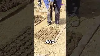 Corn Planting Tip from Chinese Farmers #growing corn from seeds #shorts
