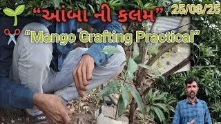 👉 “Mango Grafting Practical | આંબા ની કલમ બનાવવાની રીત”||🌱 “આંબા ની કલમ”