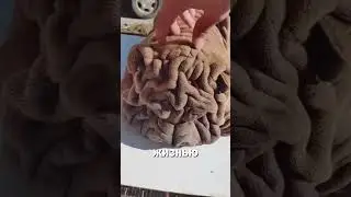 #doglife #funnydog #dogmemes #dogskin #elasticdog #petsarefun #doglove #relaxeddog #doggyvibes #пес