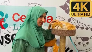 MASSIVE Cat Video Compilation 4K | Bangalore Cat Show 2025 Highlights |  Feline Club of India