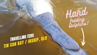 Tin can bay! Wild Dolphin Feeding & Inskip QLD