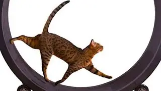 INSANE Pet Toys & Gadgets You Must See | Insider Cats | Amazingly innovative gadgets for your pets