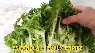 Be green, fresh and giant curly endive #endivia #shortvideo #vegan