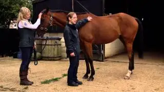 How To Body Condition Score Your Horse - Withers