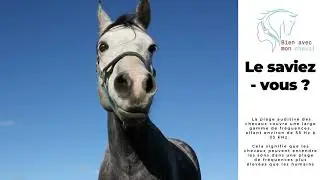 Comportement du cheval - Les chevaux ont une audition tr&egrave;s d&eacute;velopp&eacute;e