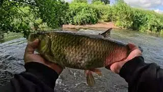 Action On Ultralight!Big Chub and Pike