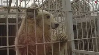 Mosul zoo&rsquo;s lion and bear safe in Jordan