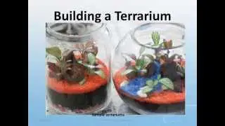 #terrariums |BUILDING A TERRARIUM|HOW TO MAKE A TERRARIUM|SIMPLE AND EASY STEPS|@MiniSanthamma
