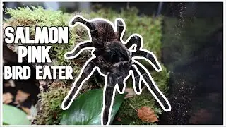 I Rescued A 20 YEAR OLD SALMON PINK BIRD EATING TARANTULA