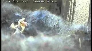 Great Tit Chick Feed & Poo Close up :-)