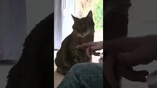 Hase wird viel zu wenig gestreichelt