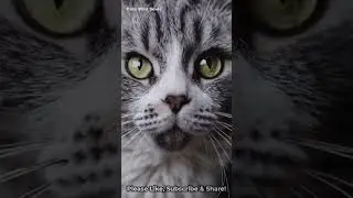 Cat Staring at You &ndash; The Cutest Close-Up Ever! 🐱💛