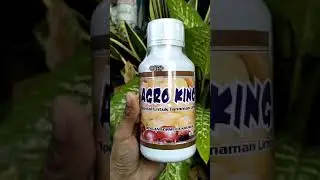 Pupuk Agro king pembesar umbi #pupukorganik