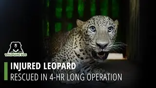 Injured Leopard Rescued From A Field in Maharashtra