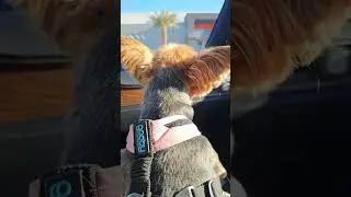 Starbucks pupcups