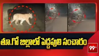 తూ.గో జిల్లాలో పెద్దపులి సంచారం Tiger Hulchul At ​​East Godavari District | 99TV