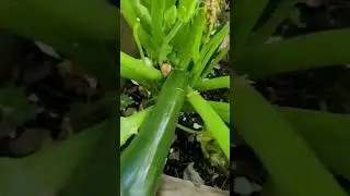 Clark's Cookery: Zucchini Picking