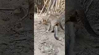 The male and female cats have sex for the second time after having sex a few minutes ago.