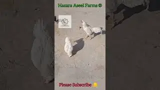 Heera Breeders of Hazara Aseel Farms &reg; | #aseel #whiteaseel #murga #breeding #hobby #hafarms #pets