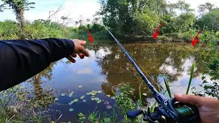 🚨ENCONTREI onde as TRAÍRAS se Escondem! PESCARIA de TRAÍRAS no FROG🔥