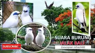 GACOR ...!!!! SUARA JALAK BALI (Leucopsar rothschildi) #viral