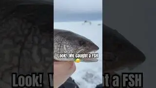A one-eyed fish?  Joke comes to life #whatdoyoucallafishwithnoi