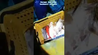 kerapu dan sunu berhasil selamat #fishing #mancing #mancingmania #mancingasik #viralvideo #fish