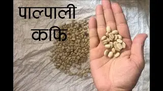 पाल्पाली कफि बनाउने तरिका | From Bean to Cup | ☕ Handpicked Coffee from Palpa, Nepal ☕