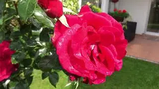 RED FLAME und ELFE. Klettern öfterblühend Rose #rose